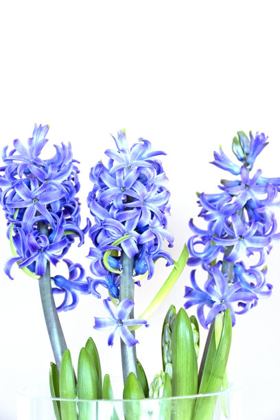 三个盛开的蓝色风信子在一个玻璃花瓶的特写，以白色的背景与复制空间图片下载
