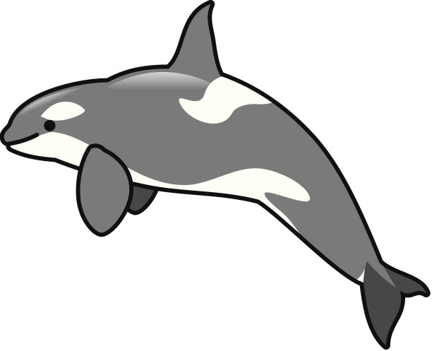 北极宝宝:逆戟鲸(虎鲸)图片下载