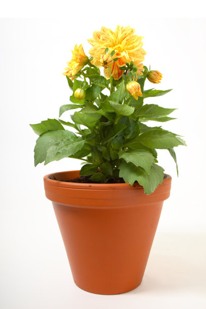 花盆里的花图片下载