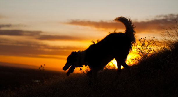 狗对日落图片下载