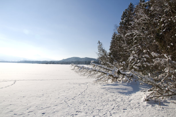 雪地上的树木顶着天空图片下载