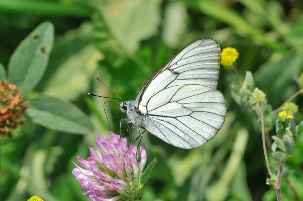 白色的蝴蝶图片下载