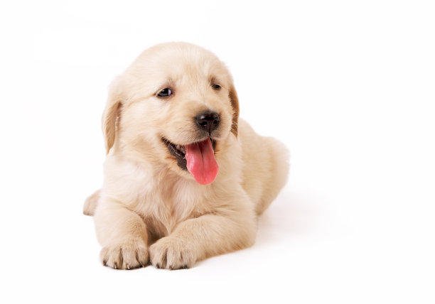 金毛猎犬小狗图片下载