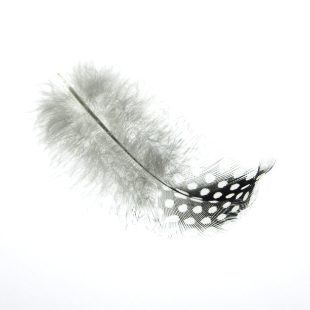 光羽毛图片下载