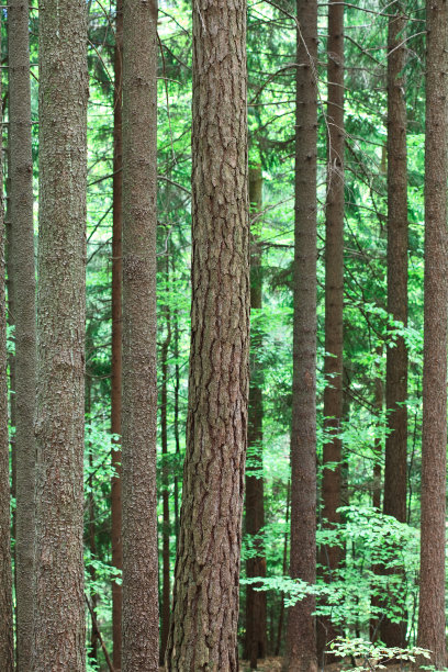 健康的森林图片下载