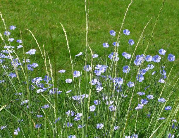 我爱死小女孩了图片下载