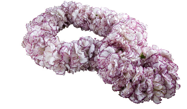 新鲜的康乃馨Lei图片下载