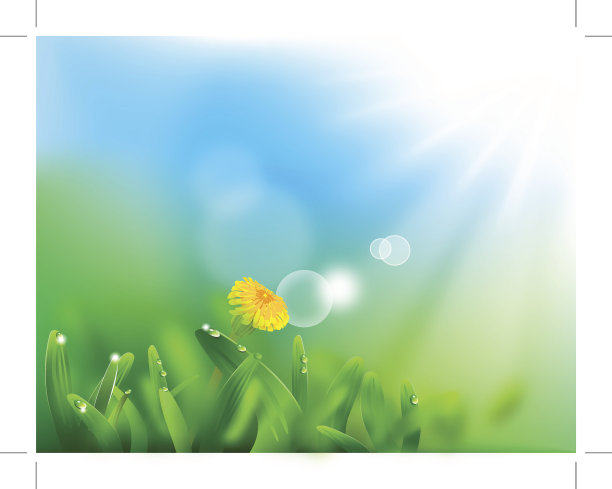 蒲公英图片下载