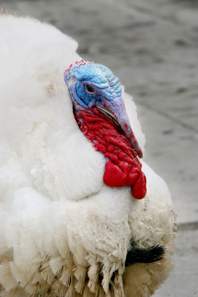 妄自尊大的人图片下载
