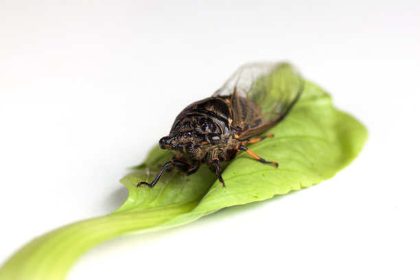 蝉在蔬菜的叶子上图片下载
