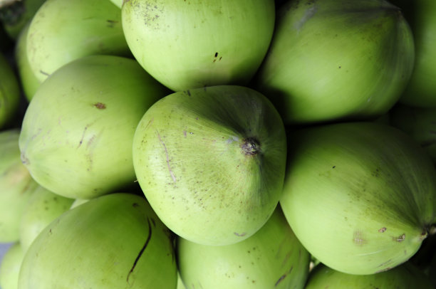 新收获的绿色椰子图片下载