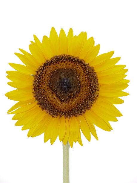 太阳花对白色图片下载