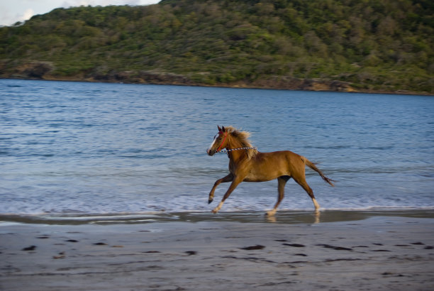 野生和自由;美丽的棕色马在海滩上奔驰图片下载