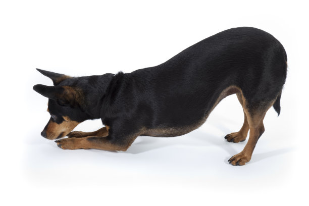 下来的狗图片下载