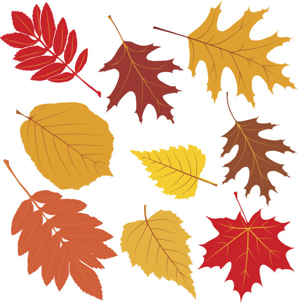 不同的叶子在秋天的颜色图片下载