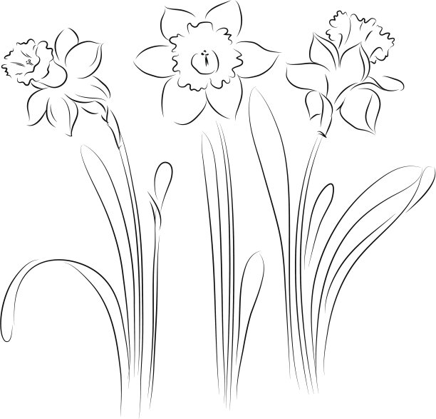 水仙花图片下载