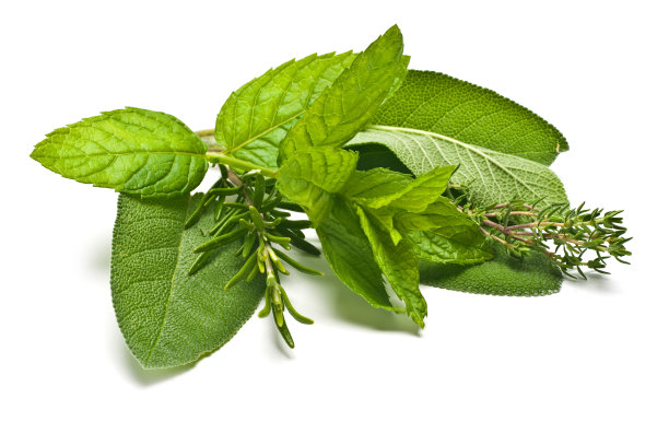 混合新鲜香草素材图片