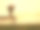 花束Effloresence # 1图片下载