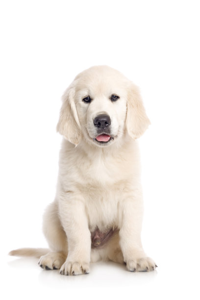 华丽的金毛寻回小狗图片下载