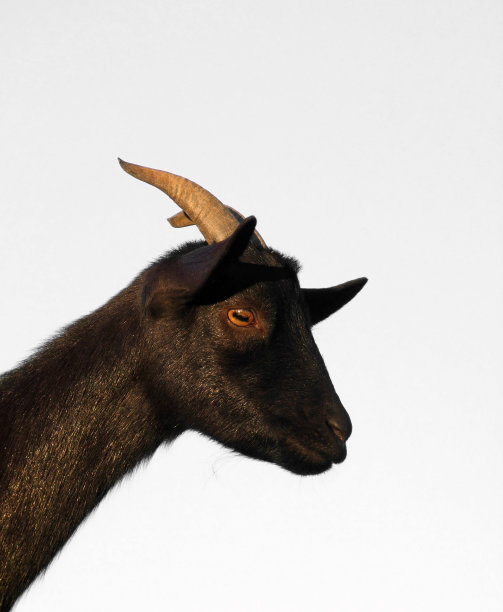 比利山羊图片下载