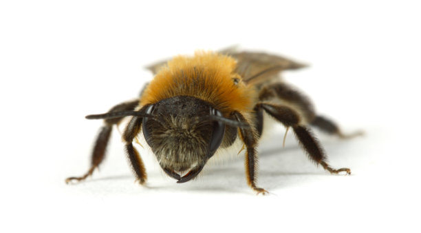 蜜蜂-孤立于白色图片下载