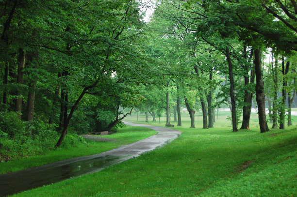 森林和道路图片下载