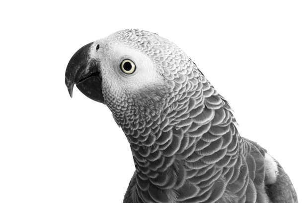 灰鹦鹉图片下载