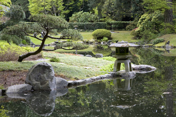 日本花灯松图片下载