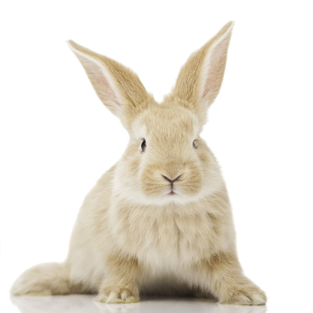 可爱的小兔子图片下载