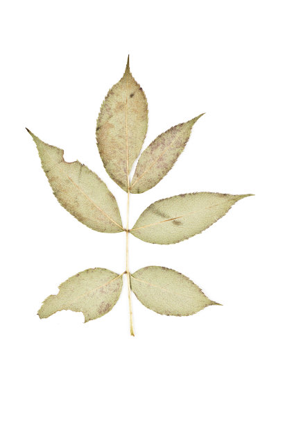 黑埃尔德贝里图片下载