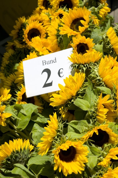 向日葵图片下载