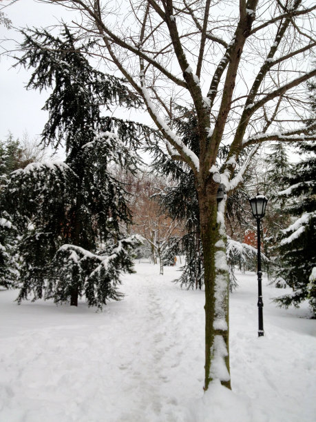 冬天的树在雪，伊斯坦布尔，土耳其图片下载
