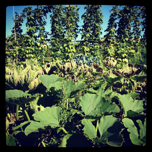 南瓜豆瓣图片下载