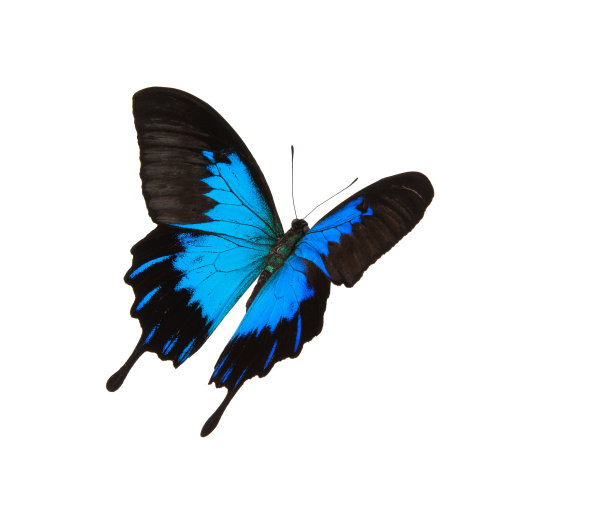 孤青山燕尾飞图片下载