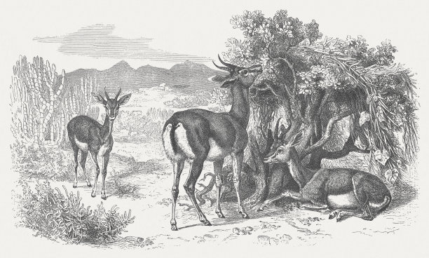 瞪羚(Gazella Dorcas)，木版，1875年出版图片下载