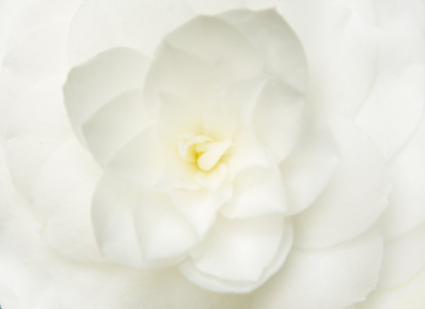 木兰美丽的特写图片下载