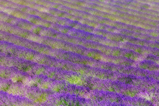 薰衣草田图片下载