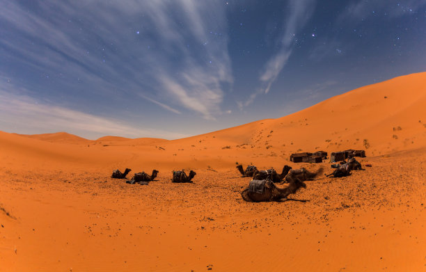 撒哈拉沙漠夜晚的骆驼群图片下载