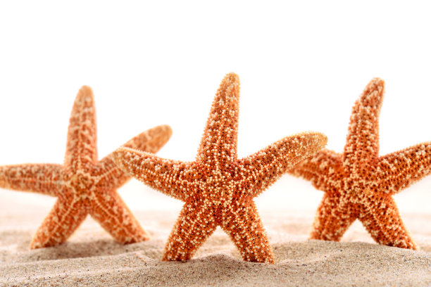 海星与孤立的白色复制空间上的沙图片下载