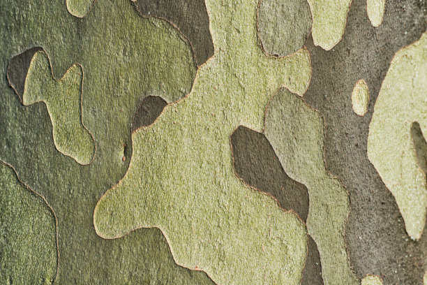 天然树皮伪装图案图片下载