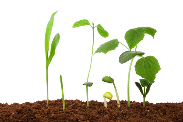 园艺植物品种在污垢孤立在白色背景图片下载