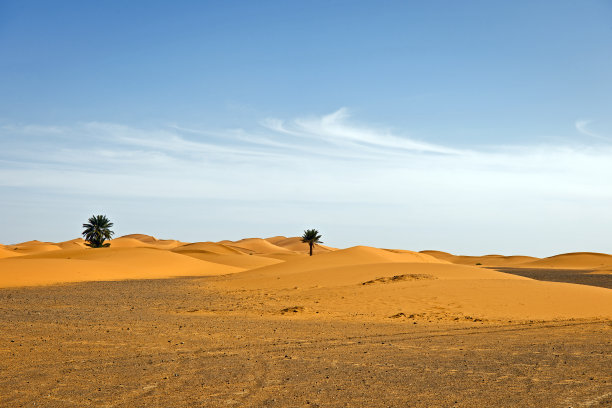 棕榈树在Erg Chebbi沙漠摩洛哥非洲图片下载