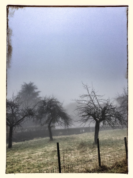 在一个有雾的秋日，观赏花园中的树木图片下载