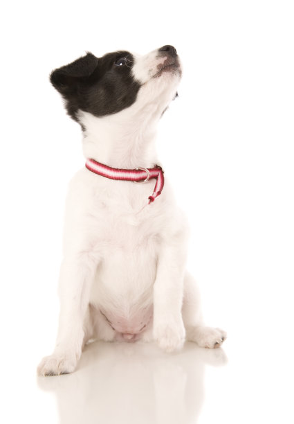 小狗查找图片下载