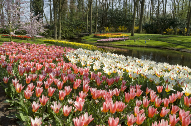 公园里的春天图片下载