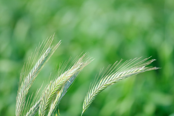 谷物关闭图片下载