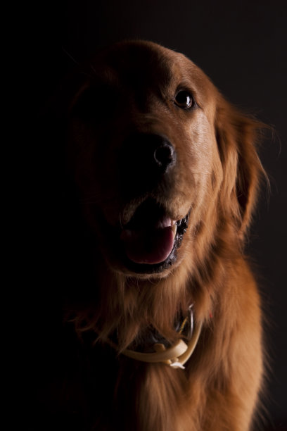 金毛猎犬图片下载