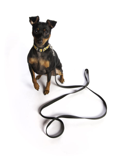 带皮带的迷你品舍图片下载