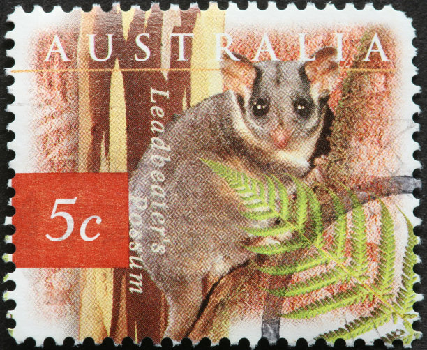 澳大利亚负鼠图片下载