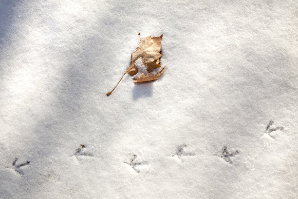 鹌鹑在雪中的足迹图片下载